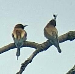 Birding Suffolk n Norfolk. Should all be birding tweets unless something tickles me fancy! Oh my goodness I've become a moth-er!!!!