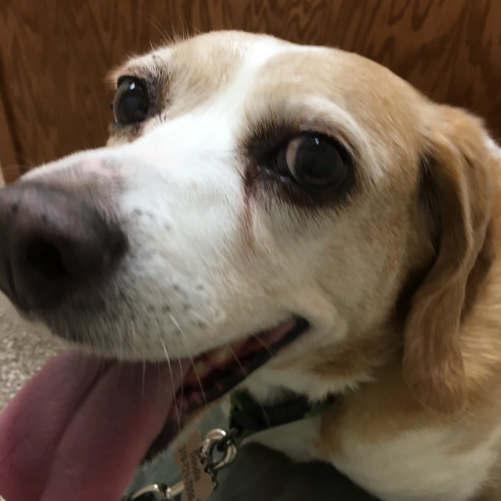 Loves all dogs! “Trucker Mom” to Ruthie the Beagle, her beagle brother Mac, and her beagle sister Poppy