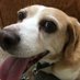 Molly C McGoofus (@molmcgoofus) Twitter profile photo Molly C McGoofus (@molmcgoofus) Twitter profile photo