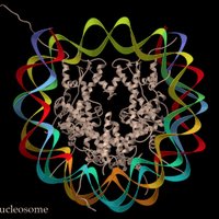 Ashby Morrison (@morrison_lab_su) 's Twitter Profile