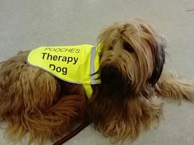 POOCHES. Pets Offering Ongoing Care Help & Extra Support. 
Ruby, Bertie & Chewie offering pet therapy to patients, staff and visitors to QMC Nottingham