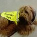 Pooches (@pooches20781922) Twitter profile photo Pooches (@pooches20781922) Twitter profile photo