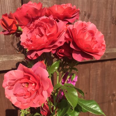 Family, pets, books and pottery - not always in that order. More of a follower than a tweeter... 🌸