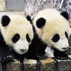 tamado0405's profile picture. 育児中