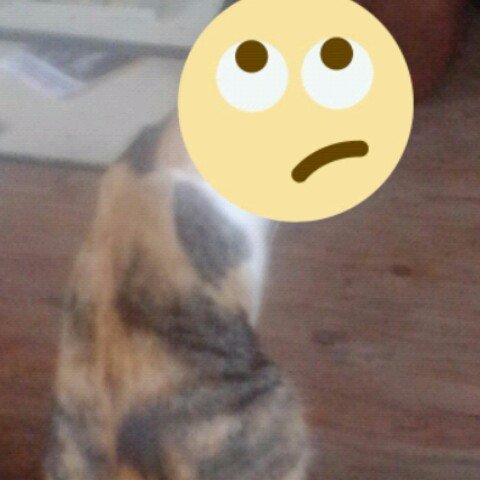 linda_fenita's profile picture. 😜me gustan los animales🐶