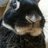 twitter profile