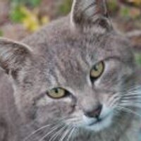 としぴぃ (@toshi_p3) 's Twitter Profile