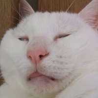 kaowpadcurry (@kaowpadcurry) 's Twitter Profile Photo