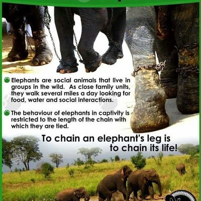 Please don't ride a 🐘🐘 #CaptivityKills #BreakTheChains https://t.co/GeSX2criEP