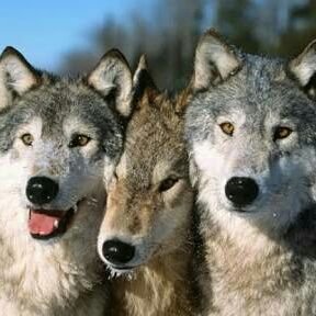 ediic156799's profile picture. 