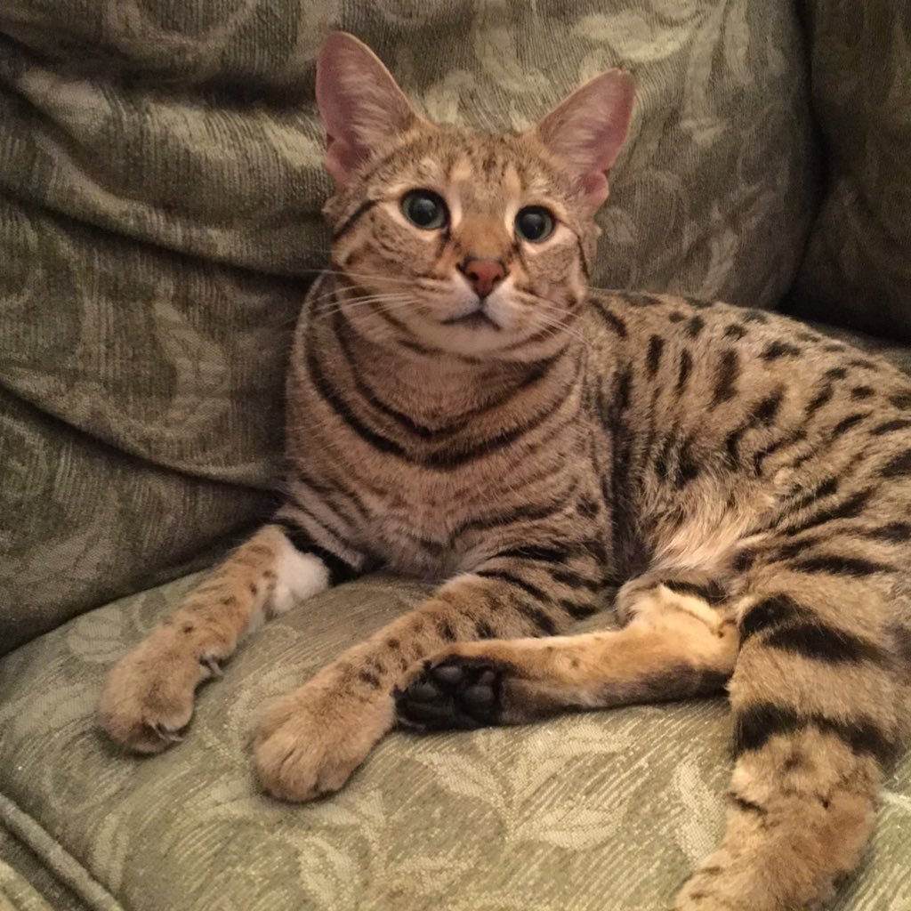 RedSoxRallyCat's profile picture. Because all MLB Teams need a Rally Cat. Please no pawlitics here, just baseball! I'm bi-league-d, so I also Rally fur da Washington Nationals.