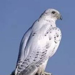 Gavin_Kwak's profile picture. Gavin Kawk