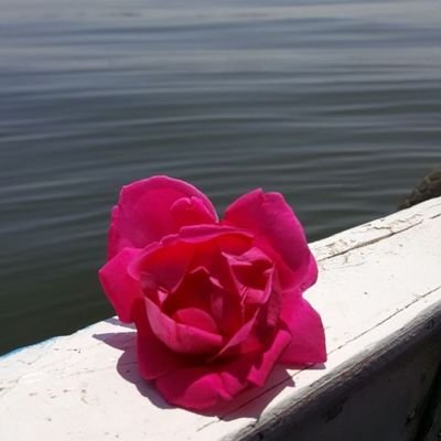 saher233saher's profile picture. 