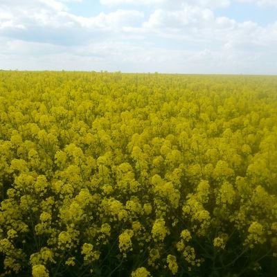 - Commerce Céréales - OléoPro / Agriculteur aide familiale - Passionné d'Agriculture (tombé dedans tout petit) - Diplomé ISAB - Epicurien ascendant gourmet