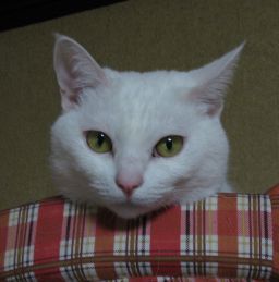 デジタルガジェット大好物。フクアリでジェフを応援するのがマイブーム。プラチナ戦士(No.177)、田口泰士選手推し、目指せJ2沼脱出! FF11@Asura鯖で隠居中。