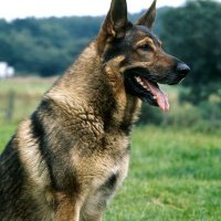 Axel (@needydoggo) 's Twitter Profile