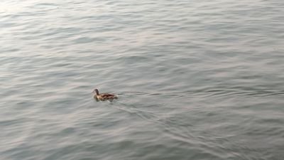 somn_o_lent's profile picture. 