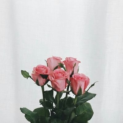 _noctivaganty's profile picture. 日々の癒し