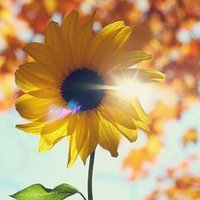 🌻smiley sunflower (@smile_archive) 's Twitter Profile