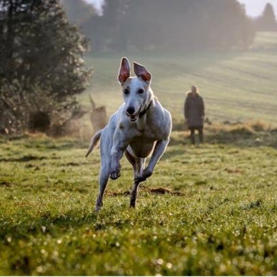 I'm Murphy, rehomed from Hall Green Greyhound Trust. I live with a cat, spend most days off the lead with friends in the park. Love my Mum 🐾