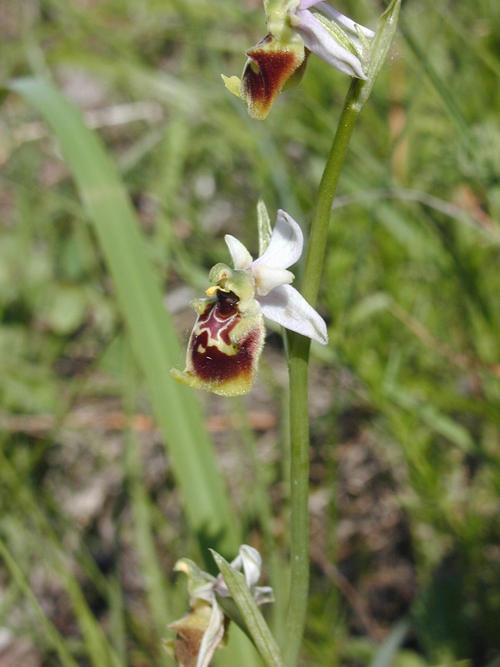 stefanoSSIS's profile picture. 