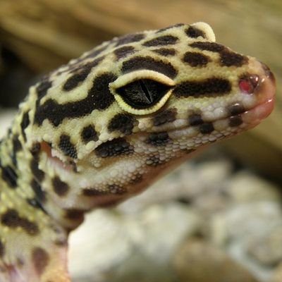geckoleskrybe's profile picture. 