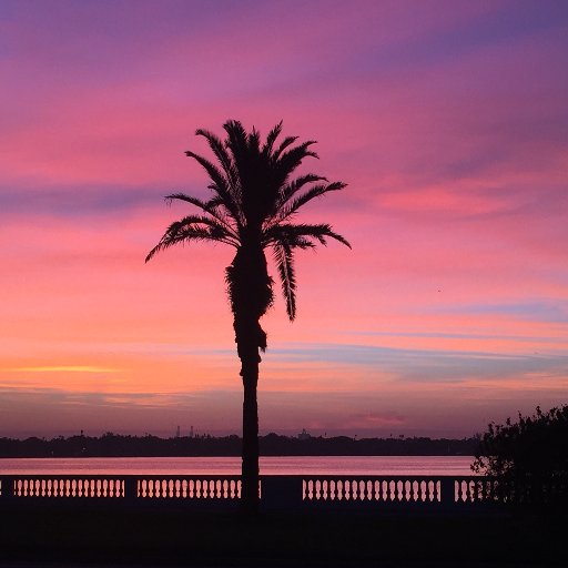 Bayshore is life viewed from Bayshore Blvd. All Images are captured in the course of everyday life. What will you see!