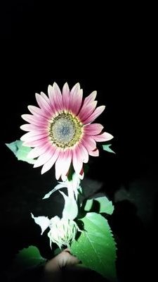 FarmerGroves's profile picture. 