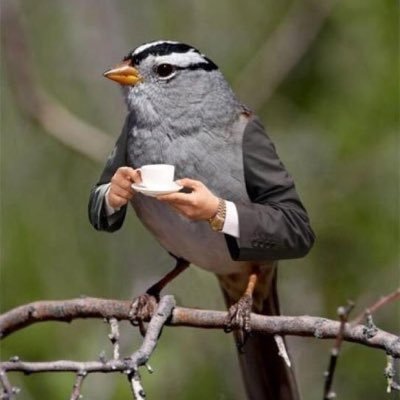 BirbCoffee's profile picture. just a birb dranking coffee ☕️ #lowkeyturnt