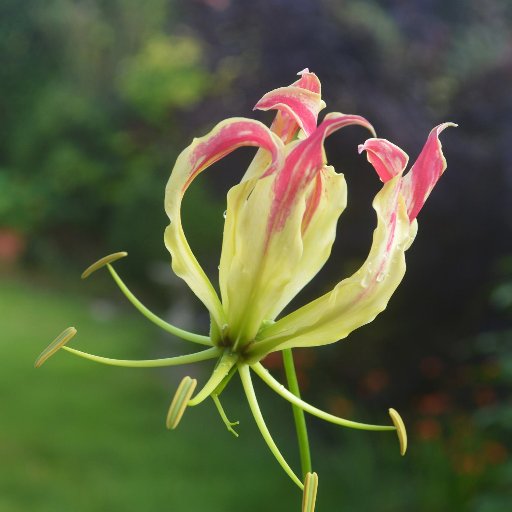 pgonera1's profile picture. 