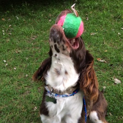 BazSmith_COYI's profile picture. Husband, father, dog & cat owner. Oh, and supporter and season ticket holder of Londons finest.. WHUFC .. COYI