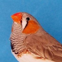 Songbird Research (@about_songbird) 's Twitter Profile Photo Songbird Research (@about_songbird) 's Twitter Profile Photo