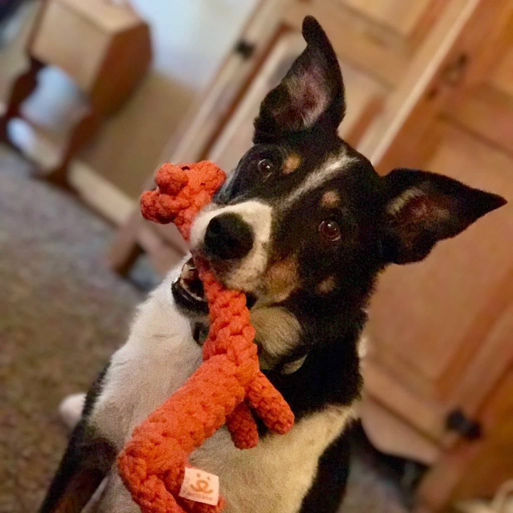 allpawsondeckAZ's profile picture. Hi, I'm Bowie, a 12-year-old border collie living in Portland! Tennis balls, biscuits, best friend, blue heeler sister, Abby. No political talk here--only dogs!