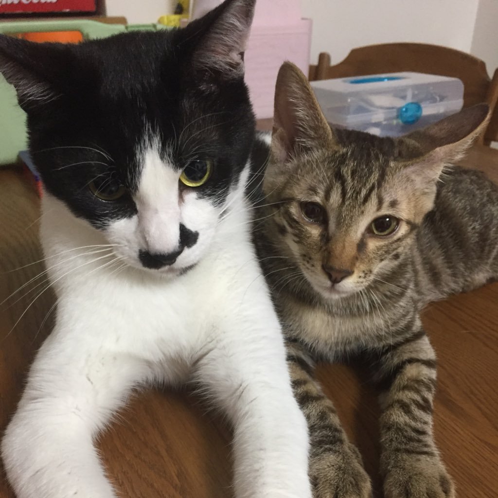 maaachan84's profile picture. 愛猫は（まる）♂親に見放された野良猫の赤ちゃんを保護。2015年9月10日前後産まれ。(えん)♂2017年5月30日保護センターから引き取る。主に猫の呟き。息子が１人おります。 無言フォローしてすみません 。