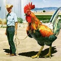 RohanArneil (@rohanarneill) 's Twitter Profile
