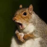 Laurie Elliott (@thafloatinghead) 's Twitter Profile