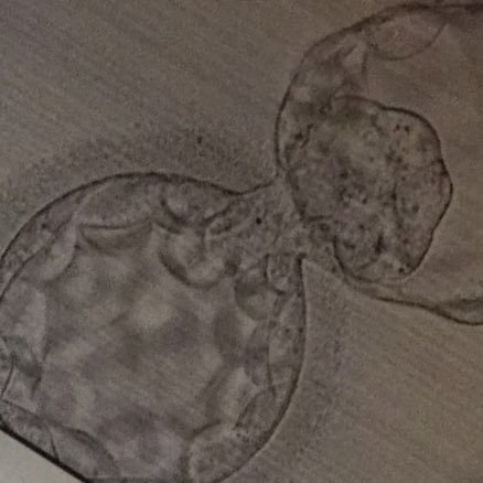 Cras21_biologo's profile picture. 