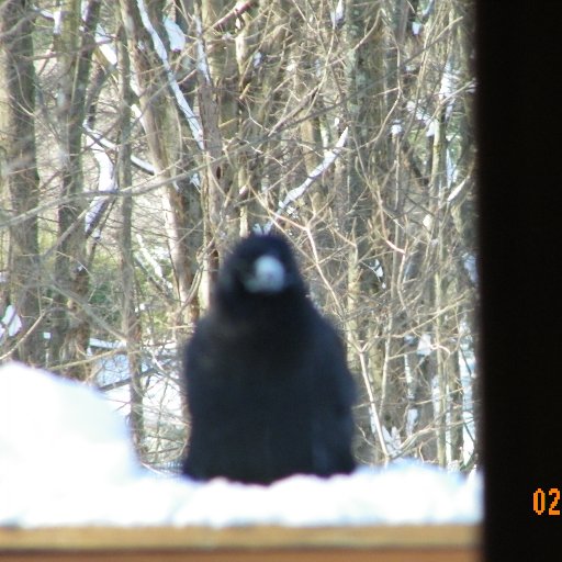 Just an old crow who has lived long enough to know truth from lie, good from evil. Love our world . Waiting and praying Trump to leave Washington! Yes, BLM.