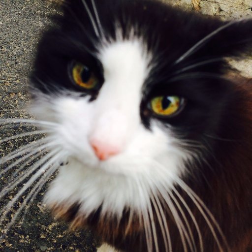Harvey, big black and white fluffy cat that lives in St Ives Cornwall. I live in the Downalong area