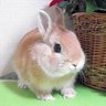 conejasama52's profile picture. モフモフ大好き