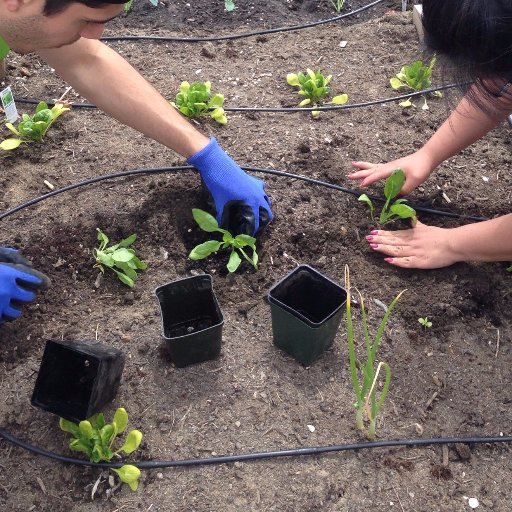 pcc_se_garden's profile picture. PCC Southeast is building a beautiful new Learning Garden! Stay tuned to see how we grow from the ground up.