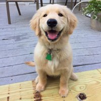 We All Love Dogs ๐ถ (@alldogsgotohevn) 's Twitter Profile
