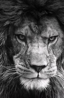 Royases58's profile picture. 