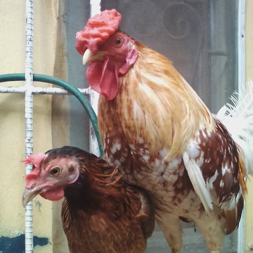 My name is joshua i am 14 years old and i raise chickens.
Please go check out my youtube channel.🤪