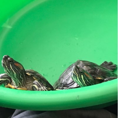 💚Welcome to our Account💚 Brielyn Bella Gama & Hogan Reese Gama🐢💚 *Account ran by our Mom*