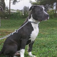 Blue Reign Pits (@bluereign_pits) 's Twitter Profile