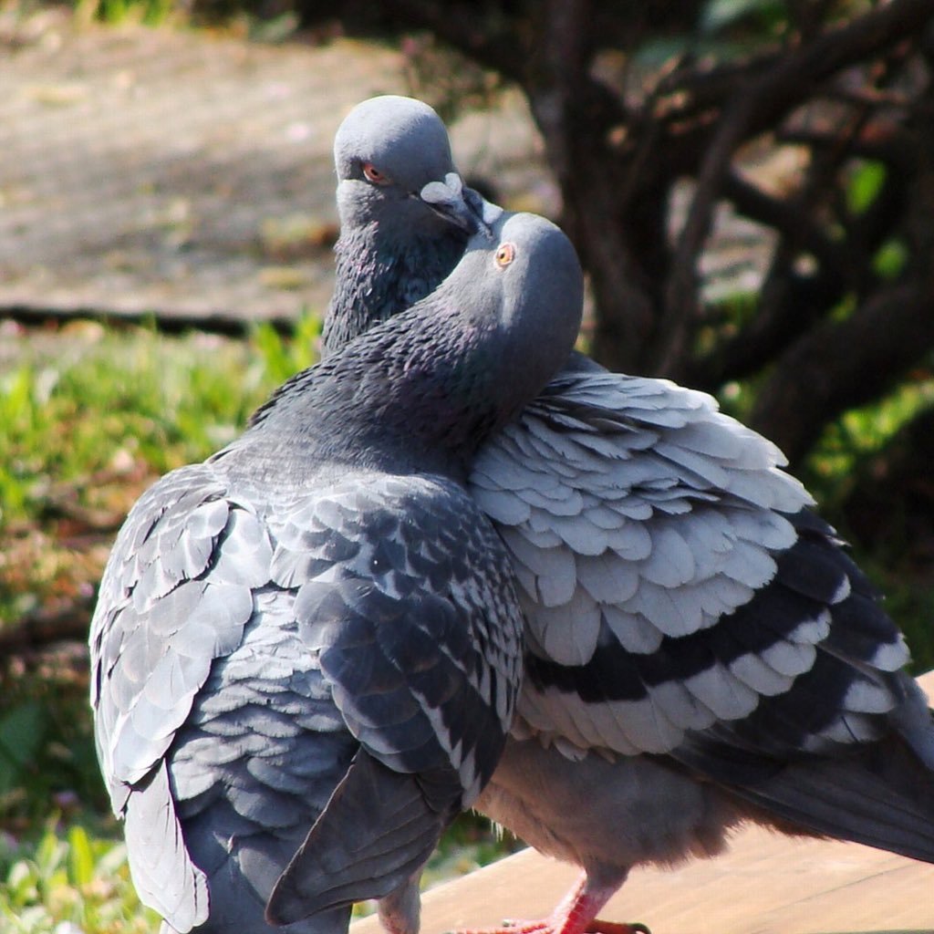 Haus Of Pigeon Pigeonhaus Twitter