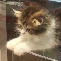 師走光 (@youtoukotatu) 's Twitter Profile Photo 師走光 (@youtoukotatu) 's Twitter Profile Photo