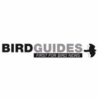 BirdGuides (@birdguides) 's Twitter Profile