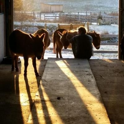 Farm/ sanctuary dedicated to animals domestic and wild. Green, socially conscious, for the benefit of all my rescues. Jay's, Leaf's, Raptors, Bills